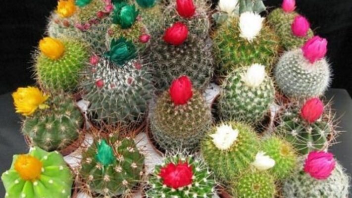 Chiêm bao đi mua cây xương rồng là điềm báo không thuận lợi