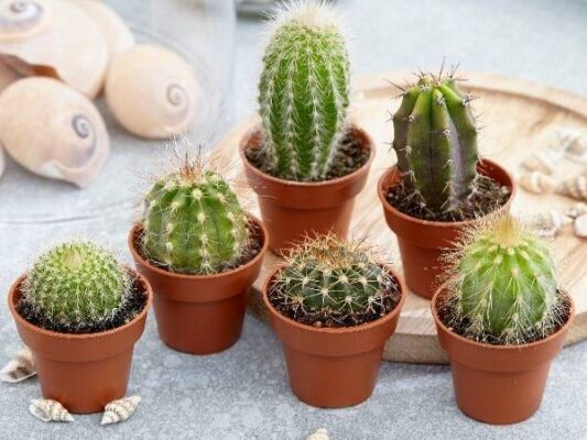 Các trường hợp đặc biệt khi mơ thấy xương rồng