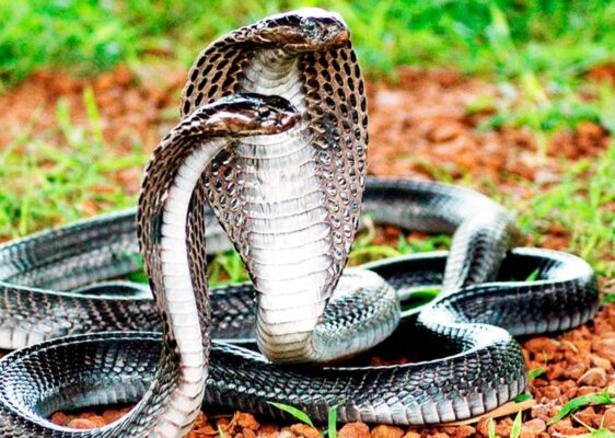 Nằm mơ thấy rắn đánh con gì hợp lý