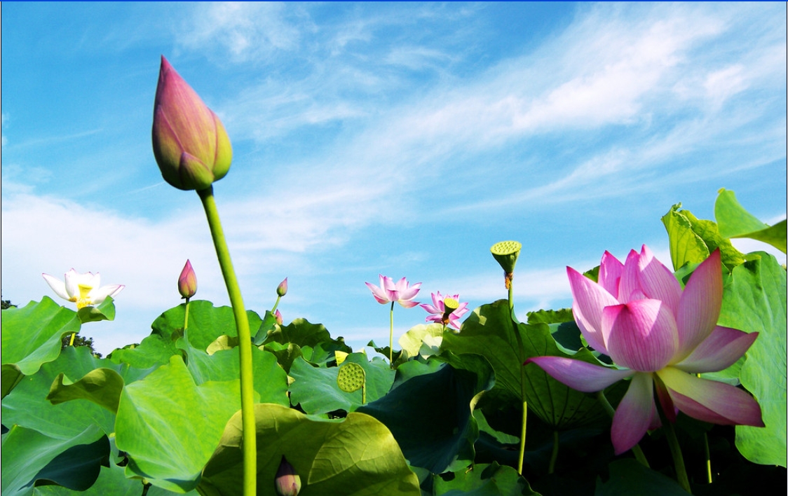 Nằm mơ thấy hoa sen là điềm cát
